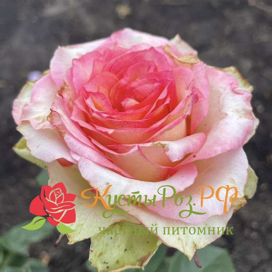 Остров Карибия (Island Caribia) в Ростове-на-Дону