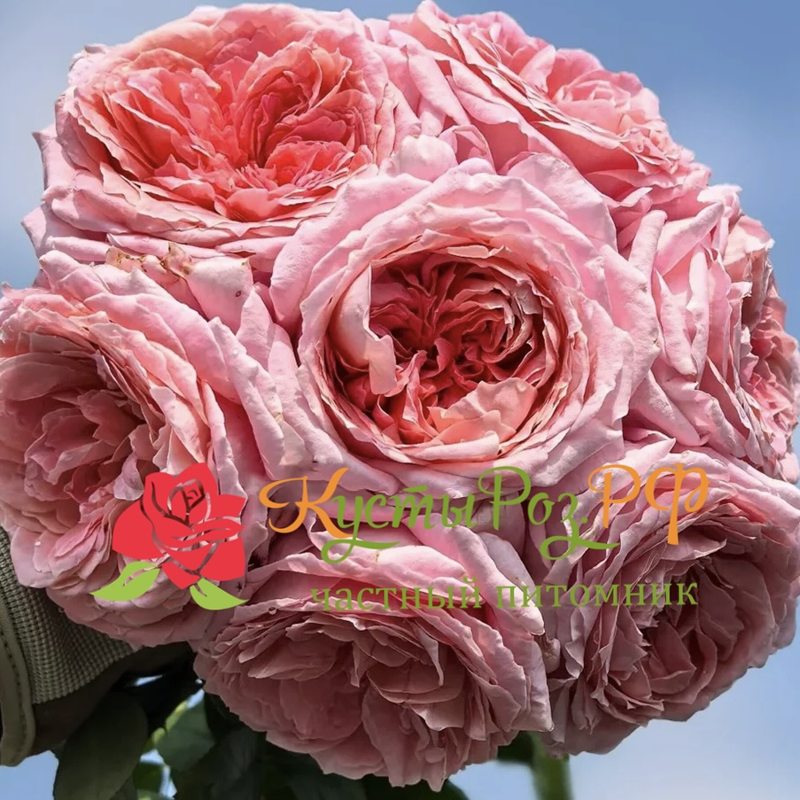 Анна-Софи Пик (Anne-Sophie Pic) в Ростове-на-Дону