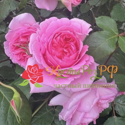 Хелен (Helen) в Ростове-на-Дону