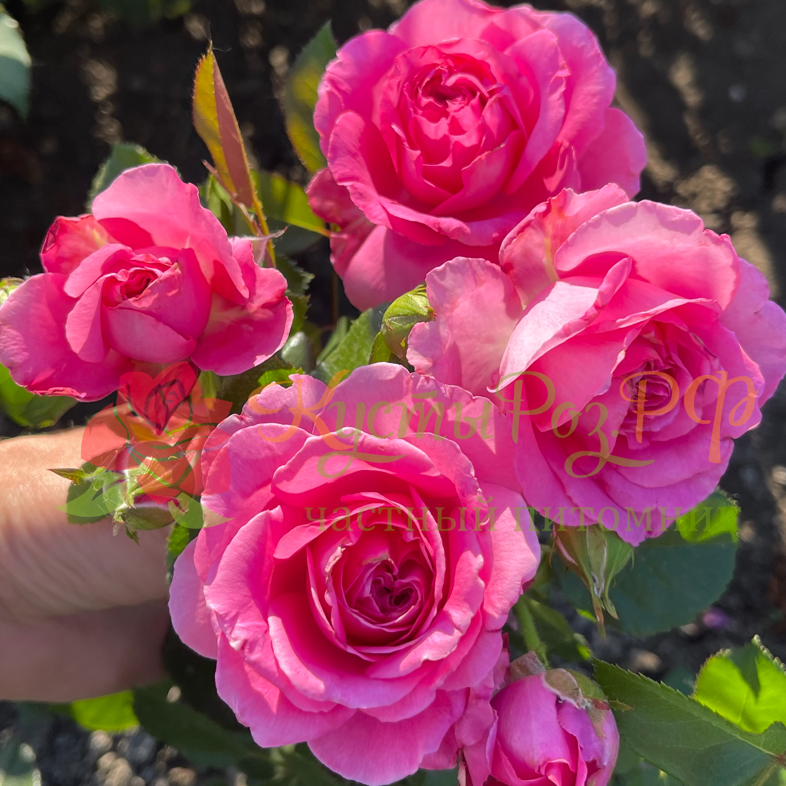 Клэр Маршалл (Claire Marshall) в Ростове-на-Дону