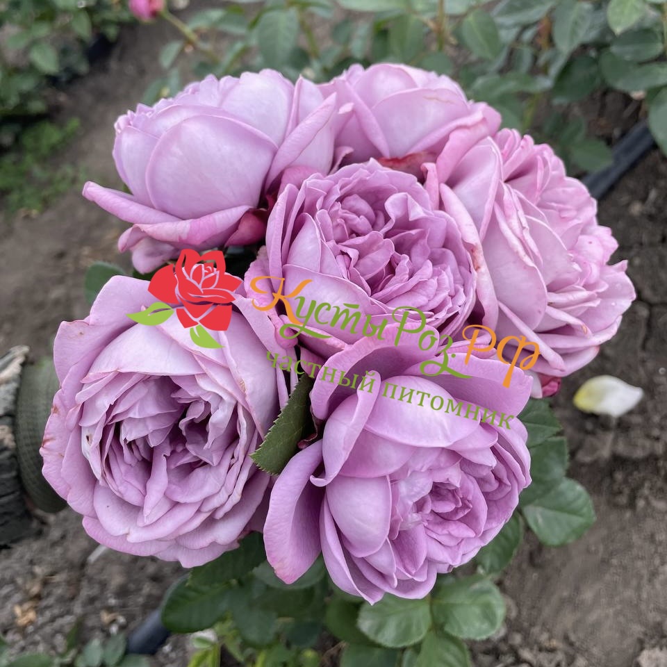 Кинда Блю (Kinda Blue) в Ростове-на-Дону