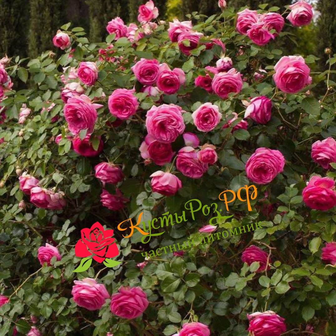 Цикламен Пьер де Ронсар (Cyclamen Pierre de Ronsard) в Ростове-на-Дону