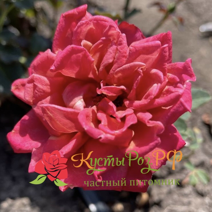 Ча-Ча (Cha-Cha) в Ростове-на-Дону