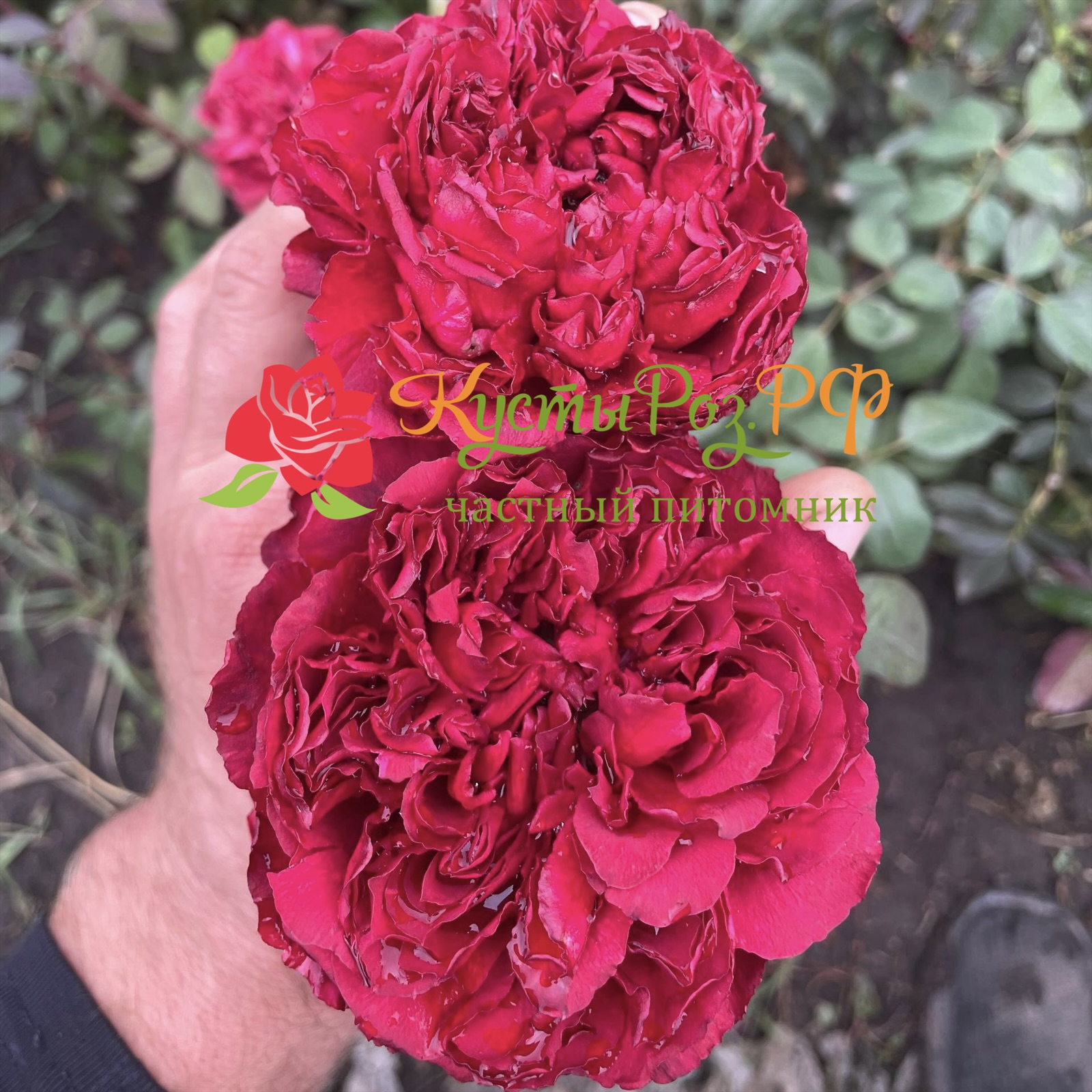 Распберри Элеганс в Ростове-на-Дону