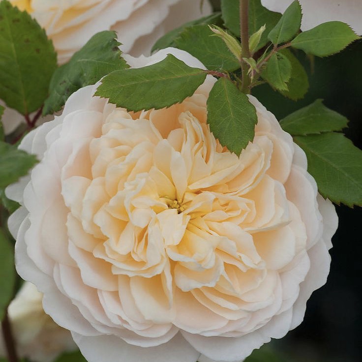 Крокус роуз (Crocus Rose) в Ростове-на-Дону