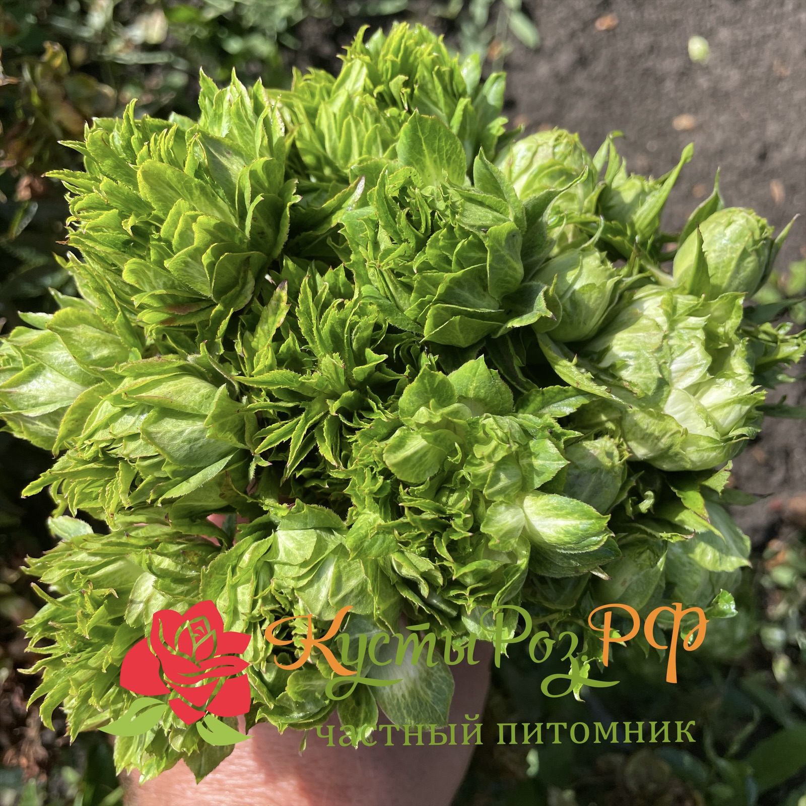 Мидори в Ростове-на-Дону