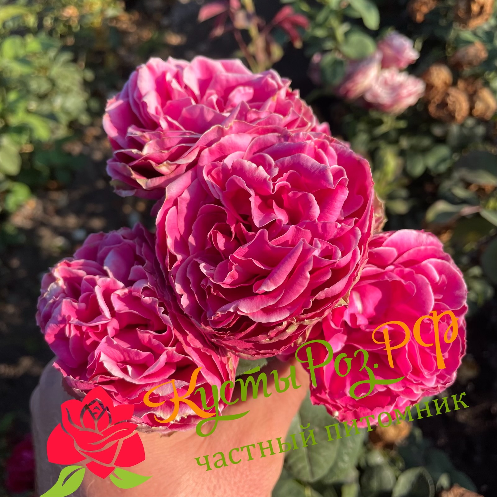 Хот Пинк Лейс (Hot Pink Lace) в Ростове-на-Дону