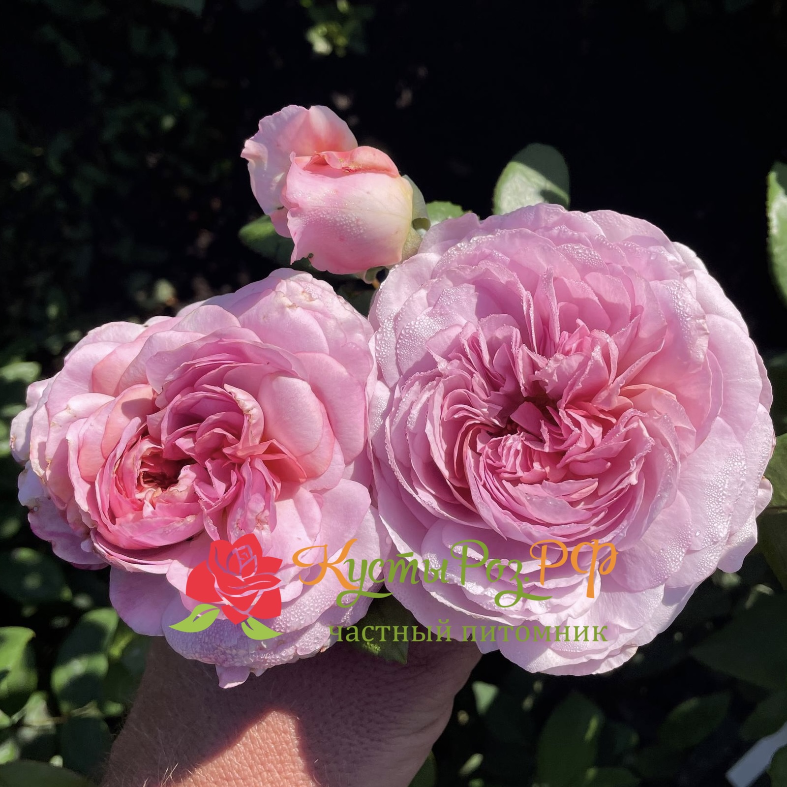 Зе Прайд (The Pride) в Ростове-на-Дону