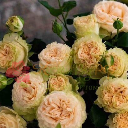Саммер Роуз (Summer Rose) в Ростове-на-Дону
