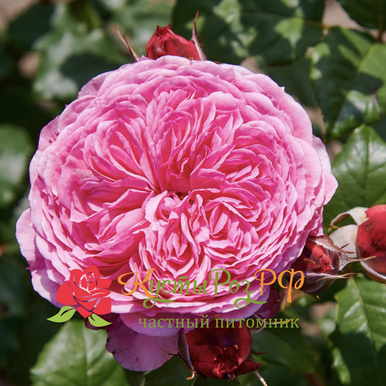 Тео Клеверс (Theo Clevers) в Ростове-на-Дону