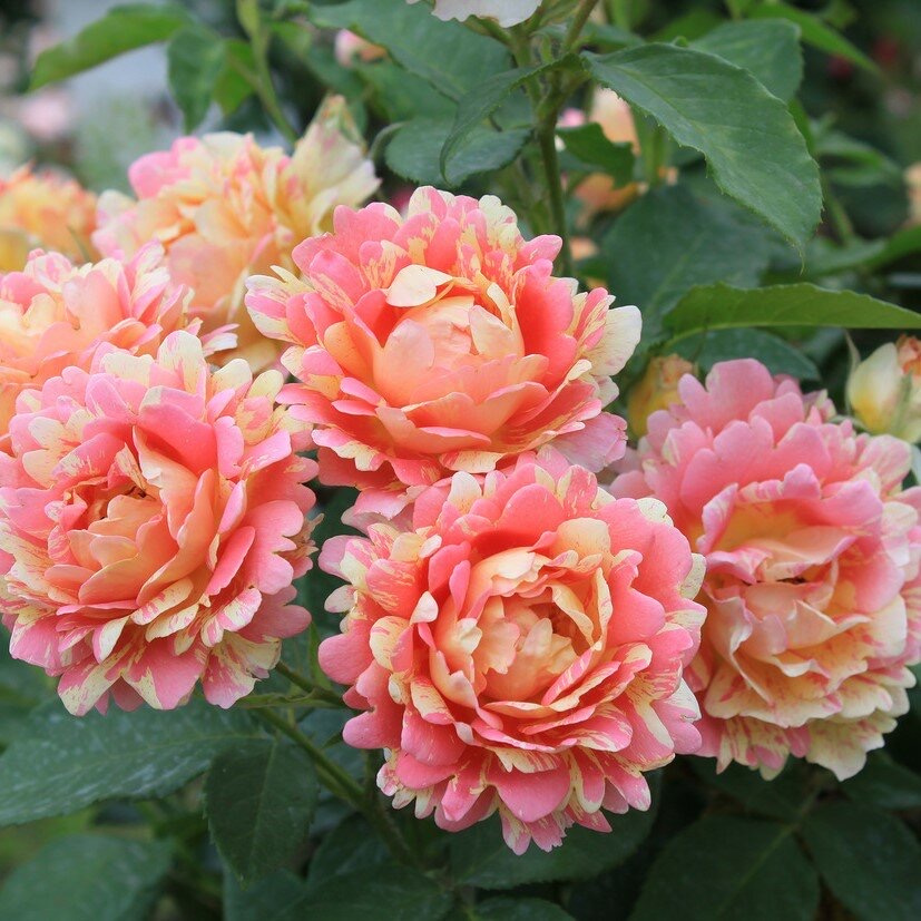 Роуз де цистерсьен (Rose des Cisterciens) в Ростове-на-Дону