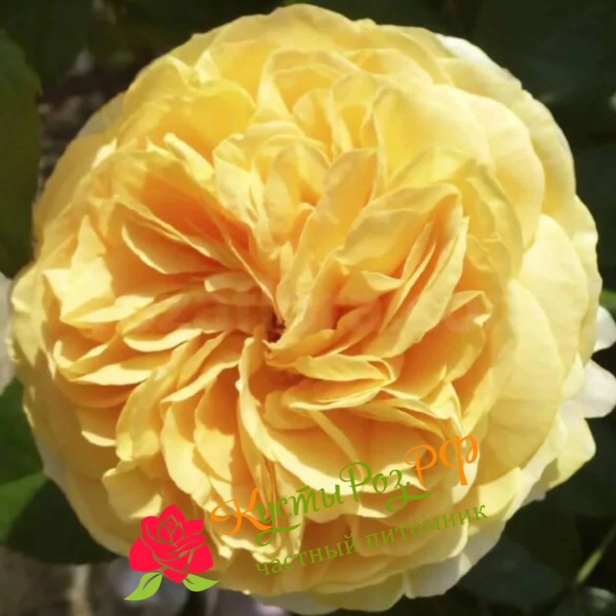 Чиппендейл Голд (Chippendale Gold) в Ростове-на-Дону