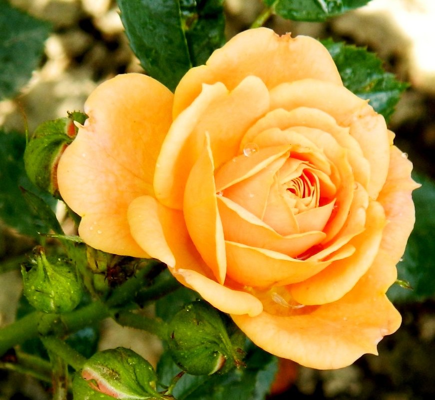 Роза эприкот клементина фото