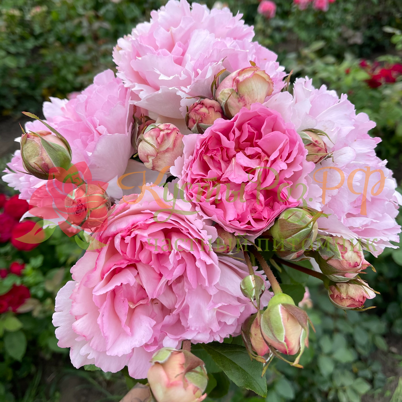 Ив Пьяже Пинк (Yves Piaget Pink) в Ростове-на-Дону