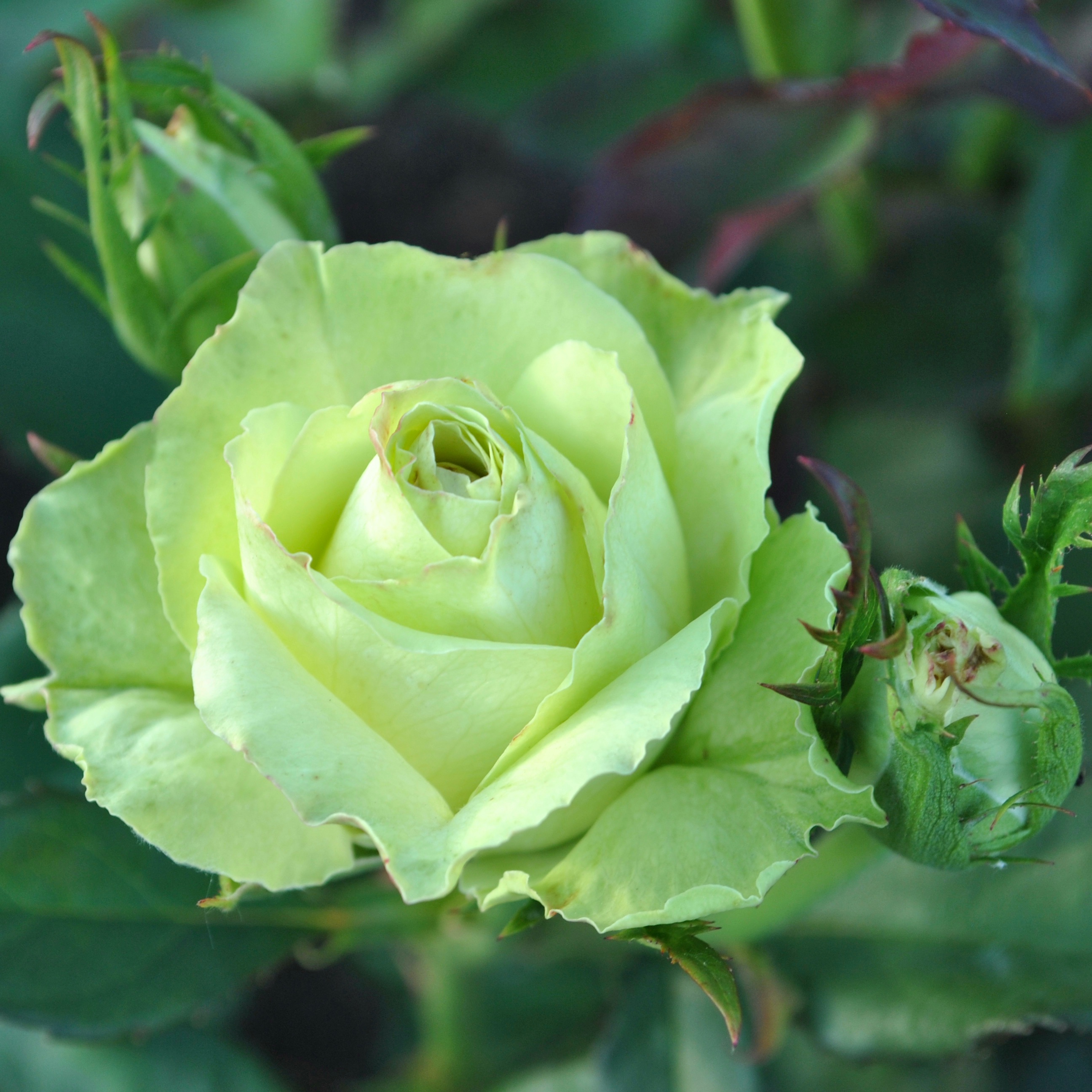 Флорибунда лавли грин роза фото и описание