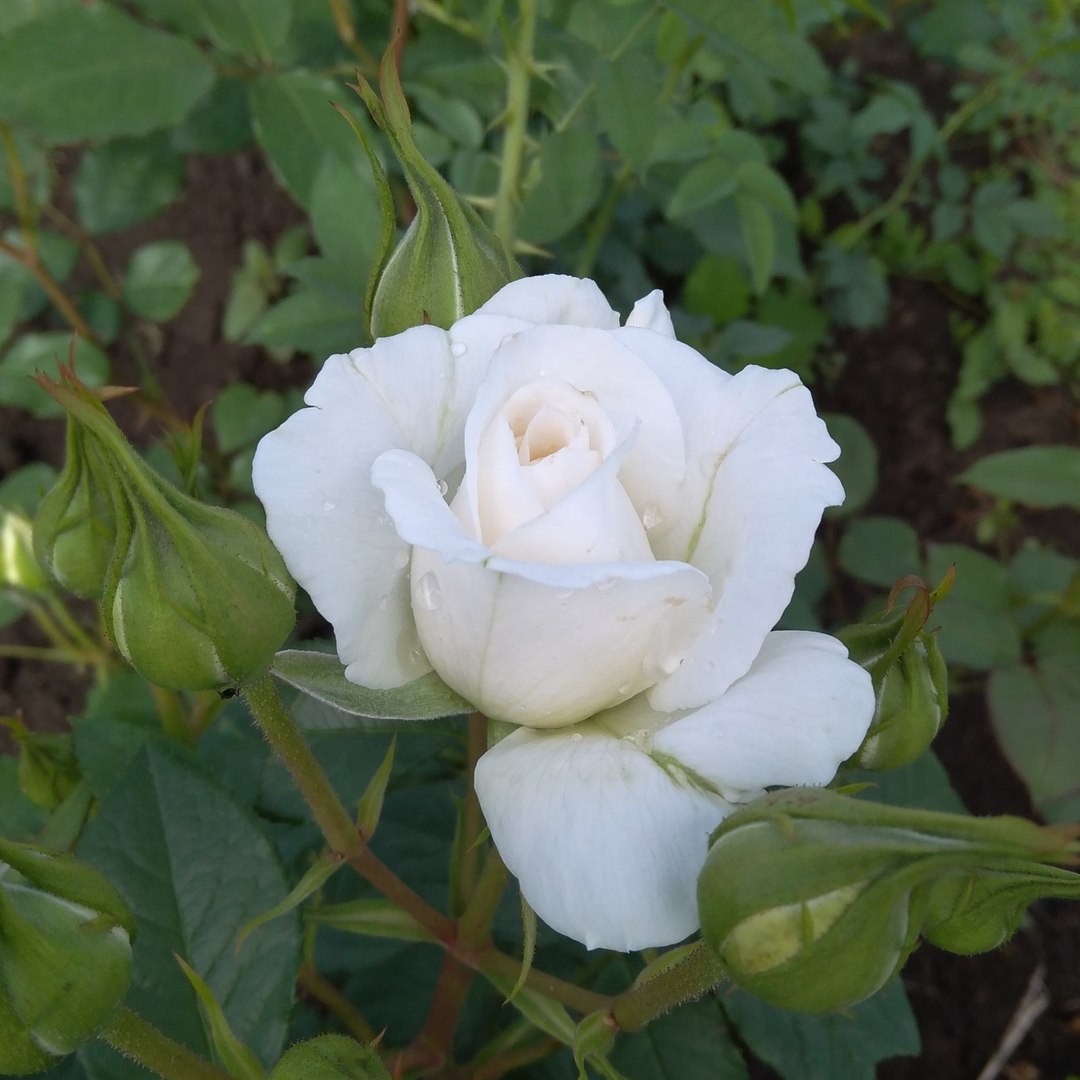Саженцы белой розы. Белые розы флорибунда лучшие сорта.