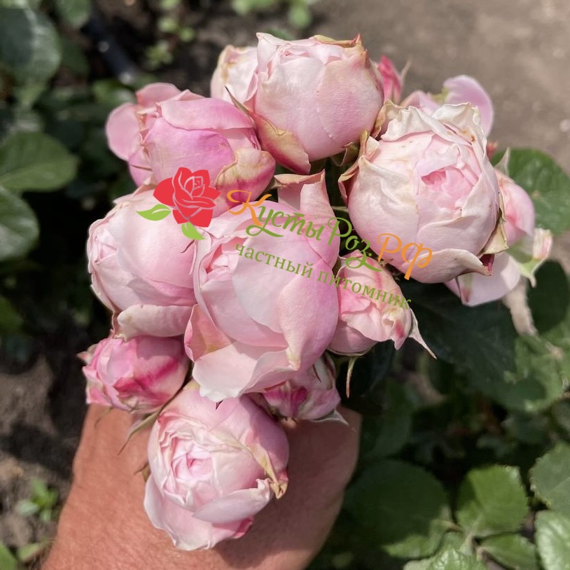 Сильва Пинк (SILVA PINK) в Ростове-на-Дону